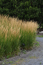 Karl Foerster Reed Grass (Calamagrostis x acutiflora 'Karl Foerster') at Harvard Nursery
