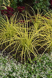 Bowles' Golden Sedge (Carex elata 'Bowles Golden') at Harvard Nursery