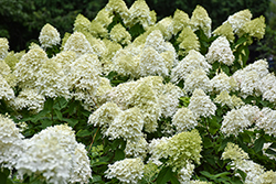 Limelight Prime Hydrangea (Hydrangea paniculata 'SMNHPPH') at Harvard Nursery