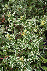 Cool Splash Bush Honeysuckle (Diervilla sessilifolia 'LPDC Podaras') at Harvard Nursery