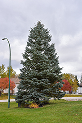 Blue Colorado Spruce (Picea pungens 'var. glauca') at Harvard Nursery
